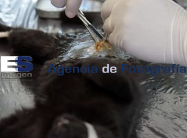 Realizan esteriliazaciones a mascotas  - ES imagen agencia de fotografía
