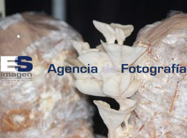 Cultivo de hongos seta. - ES imagen agencia de fotografía