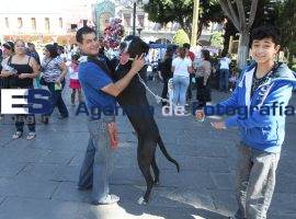 Club Gran Danes Puebla - ES imagen agencia de fotografía