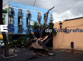 Cae árbol en el paseo Bravo  - ES imagen agencia de fotografía