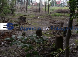 Talan cientos  de árboles; se construirá un centro comercial  - ES imagen agencia de fotografía