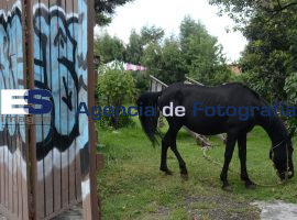 Congreso aprueba ley contra maltrato animal. ¿Y Bachoco?7 - ES imagen agencia de fotografía