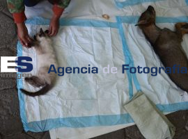 Unidad de control antirrábico: el camino es un politica etica de responsabilidad  - ES imagen agencia de fotografía
