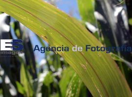 Proliferación de chapulines en milpas de Azumiatla - ES imagen agencia de fotografía