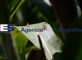 Proliferación de chapulin en milpas de Azumiatla - ES imagen agencia de fotografía