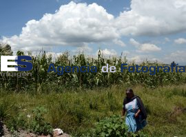 Crecimiento de milpa en Azumiatla - ES imagen agencia de fotografía