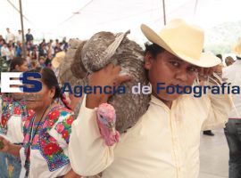 Inicia la matanza de chivos en Tehuacán - ES imagen agencia de fotografía