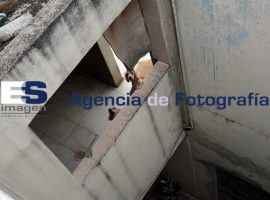 Criadero clandestino de Perros  - ES imagen agencia de fotografía