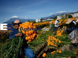Cosecha de cempaxúchitl - ES imagen agencia de fotografía
