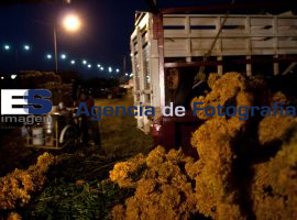 Venta de Flor al mayoreo  - ES imagen agencia de fotografía