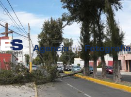 Cae arbol por fuertes vientos - ES imagen agencia de fotografía