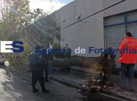 Árbol se derrumba  - ES imagen agencia de fotografía