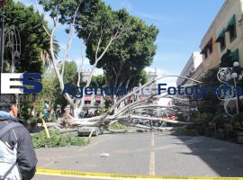 Cae árbol en Zócalo de la Ciudad - ES imagen agencia de fotografía
