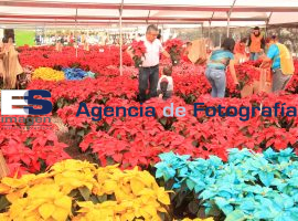 Megaviveros flor de nochebuena en Atlixco - ES imagen agencia de fotografía