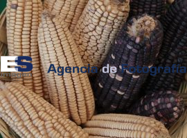Productores exponen maíz criollo en el Colpos - ES imagen agencia de fotografía