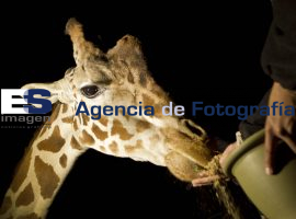 Safari nocturno en Africam Safari 2013 - ES imagen agencia de fotografía
