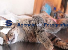 Macro Jornada de Esterilización para gatos y perros - ES imagen agencia de fotografía