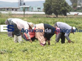 Recolectores de Epazote en Atlixco - ES imagen agencia de fotografía