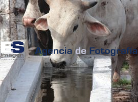 Rastro Municipal - ES imagen agencia de fotografía
