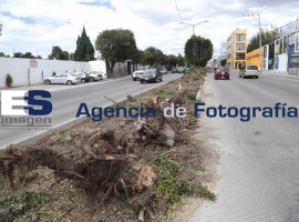 Tala de árboles en la 11Sur - ES imagen agencia de fotografía
