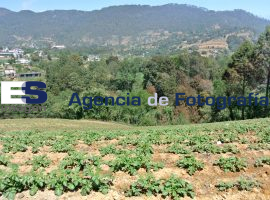 Cultivo de papa  - ES imagen agencia de fotografía