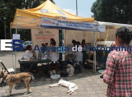 Sexta Jornada de Adopción Canina y Felina - ES imagen agencia de fotografía