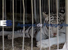 Protestan artistas circenses por prohibición de circos con animales - ES imagen agencia de fotografía