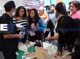 Campaña de esterilización en Cholula  - ES imagen agencia de fotografía