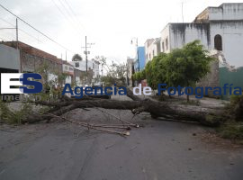 Cae árbol sobre auto en 17 pte. - ES imagen agencia de fotografía