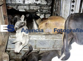 Vuelca camión con ganado  - ES imagen agencia de fotografía