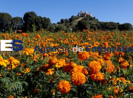 Flor de cempasúchil en la zona de la pirámide de Cholula - ES imagen agencia de fotografía