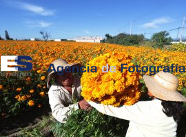 Cosechan campesinos flor de cempasúchil en San Pedro Cholula - ES imagen agencia de fotografía