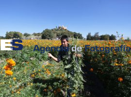 Cortan flor de cempasuchil junto a la pirámide de Cholula - ES imagen agencia de fotografía