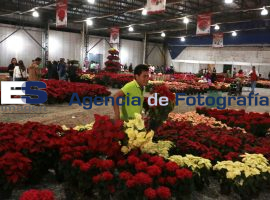 Feria de la Noche Buena en Atlixco 2014 - ES imagen agencia de fotografía