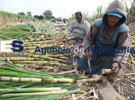 Cañeros en Izucar de Matamoros Puebla 2014 - ES imagen agencia de fotografía