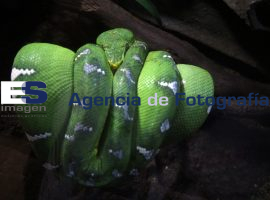 Especies del Museo Viviente - ES imagen agencia de fotografía