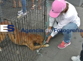 Adopcion Canina en el Carmen - ES imagen agencia de fotografía