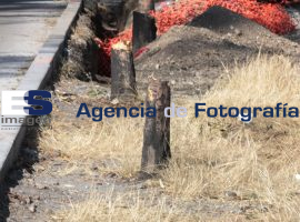 Podan árboles de la 11 sur altura mayorazgo - ES imagen agencia de fotografía