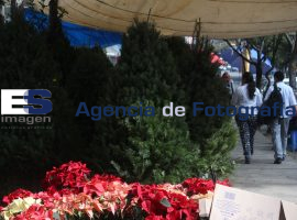 Venta de árboles de Navidad - ES imagen agencia de fotografía