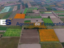 Ya se corta la flor de cempasúchil en campos de Cholula - ES imagen agencia de fotografía