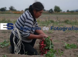 Cosechan jornaleros rábano 2015 - ES imagen agencia de fotografía