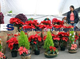 Expo navidad, conafor - ES imagen agencia de fotografía