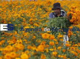 Jornaleros en la recolecta de flor de Cempasúchil - ES imagen agencia de fotografía